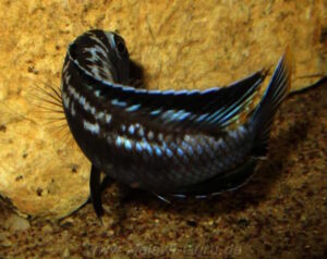 Pseudotropheus interruptus 'Machili Island'